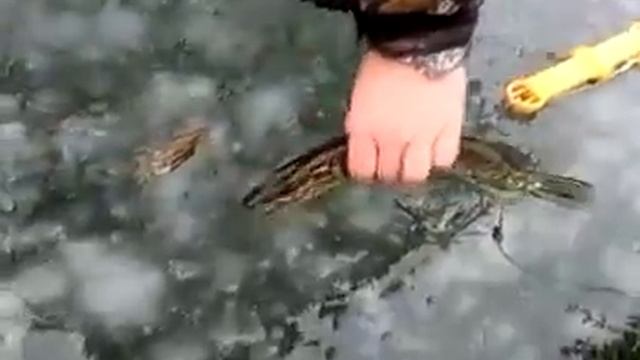 прикол на рыбалке смотреть онлайн