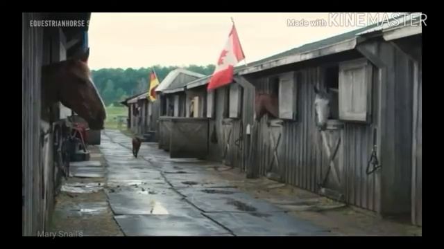 Конный спорт | Equestrian sport | смотреть онлайн