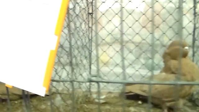 HDV 0005 смотреть онлайн