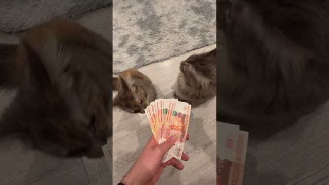 Все киски любят бабки смотреть онлайн