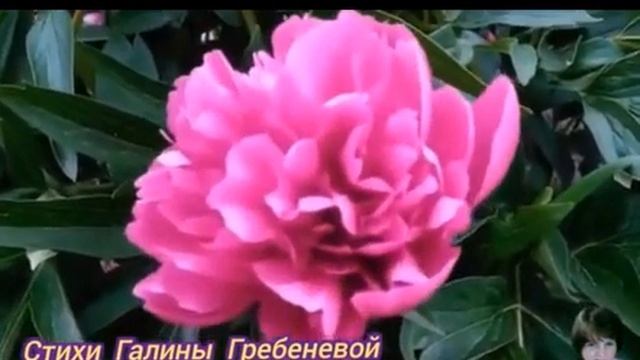 Галина Гребенева, Пионов царственный букет, муз. и исп. #СамуилФрумович