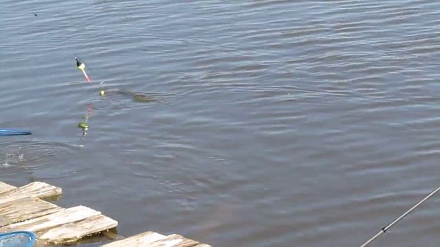 Рыбалка на толстолоба Запорожье смотреть онлайн