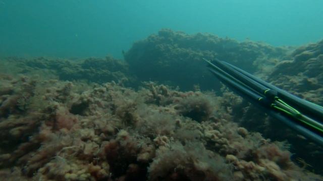 Подводная охота с арбалетом ARES 75 SALVIMAR смотреть онлайн