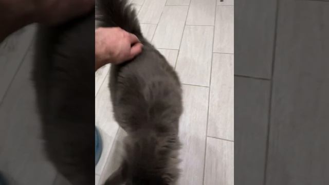 МейнКун два штука смотреть онлайн