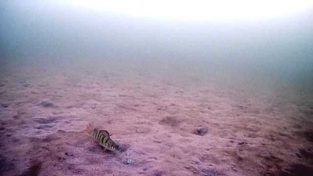 Окунек устал клевать, прилег на песочек, отдохнул и уплыл#fish#fishing #perch #окунь #рыбалка #shor смотреть онлайн