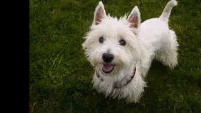 Zâmbetul la români смотреть онлайн