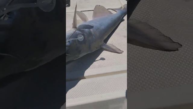 blue cat on a bass lure #keitech смотреть онлайн