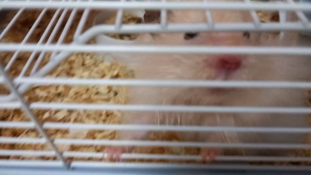 первое видео с хомяком 🐹 ❤️❤️❤️