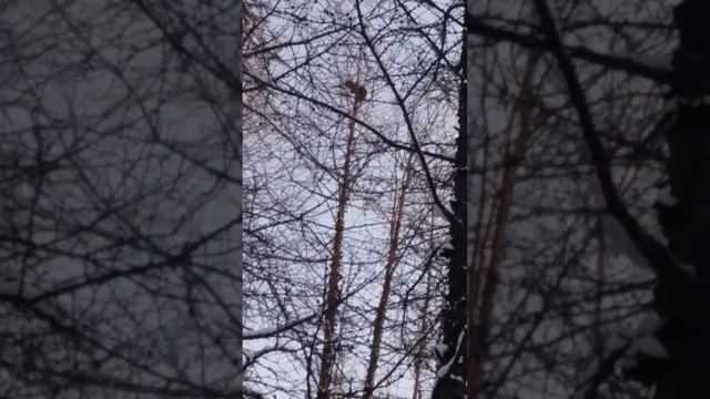 Охота на соболя с ВСЛ