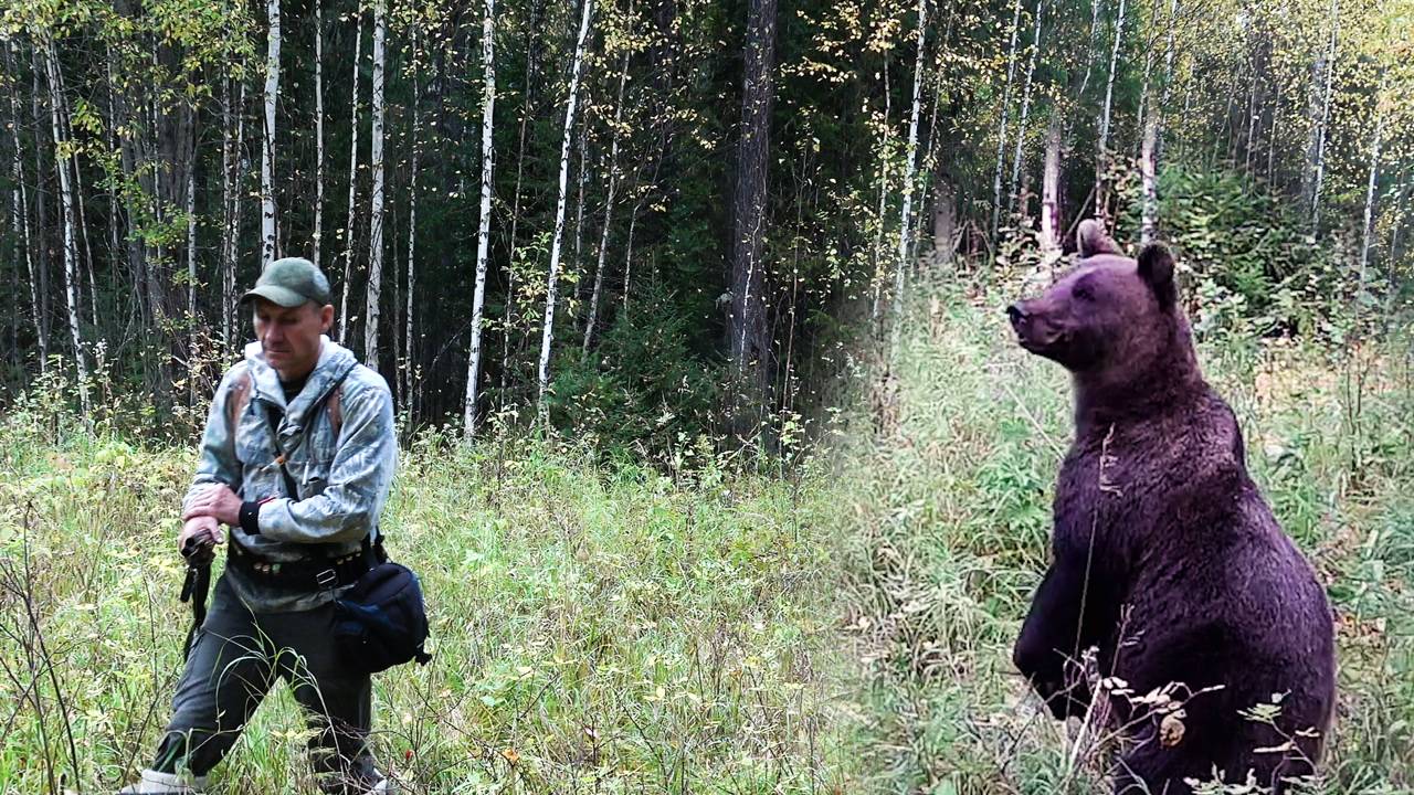 Медведи ходят по пятам, Встреча с медведем смотреть онлайн