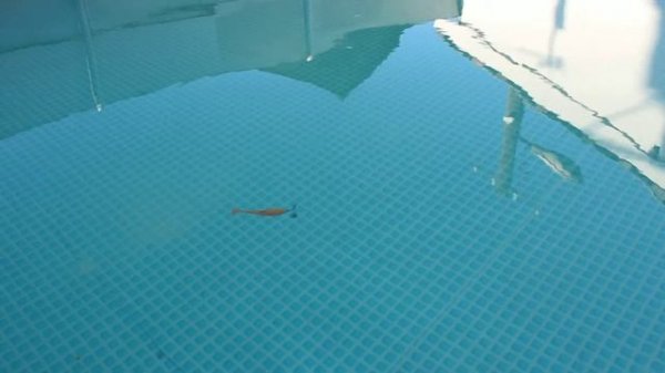 Keitech Swing Impact Fat   5 8”  14,73 см  4 3”  10,92 см,  3 8”   9,65 см  3 3”   8,38 см  2 8