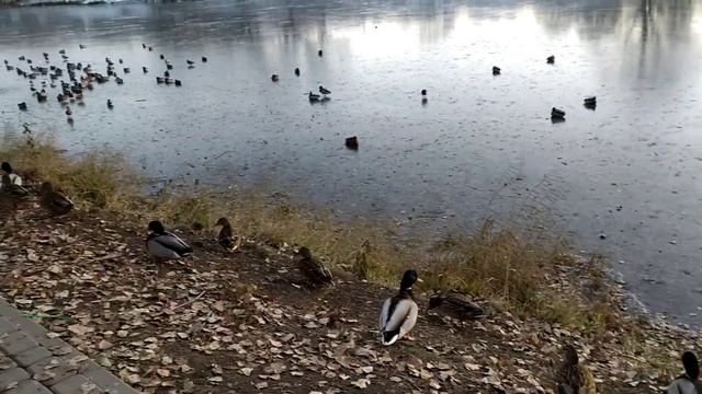 Утки на реке Везелка зимой. г Белгород. смотреть онлайн