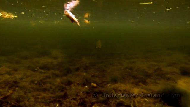 Pike fishing wt dead bait: bright /roach vs dark /perch / attack. Щука атакует мёртвую рыбу подводо смотреть онлайн