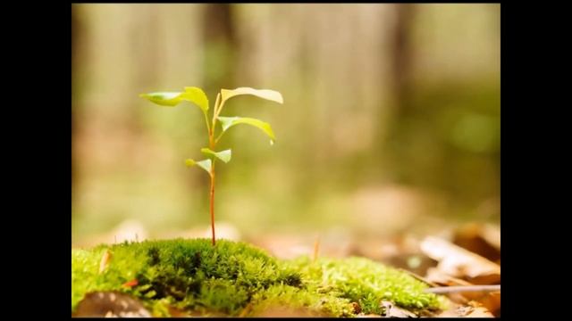 воспитательный час " О чем поведала Табиғат-Ана"(викторина) смотреть онлайн