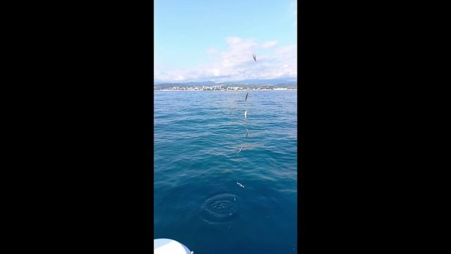 Рыбалка в Сочи, раздача ставриды. смотреть онлайн