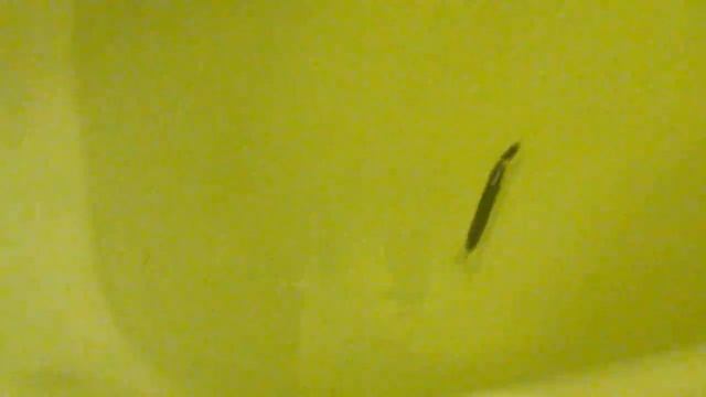 Воблер в ванной 3 смотреть онлайн