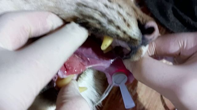 Рысь Кошка. обследование. смотреть онлайн