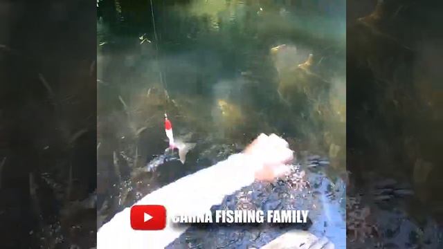 Pike caught by the Tail 🎣 #fishing #pike #brochet смотреть онлайн