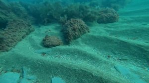 Камбала Черноморская. Подводная охота.