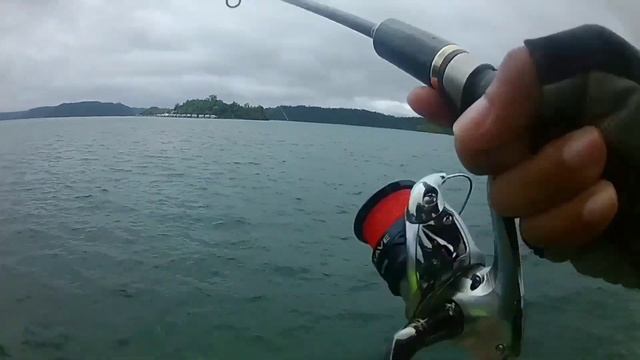 Shimano Nexave 2500HG. Trevally
