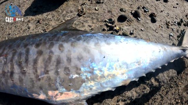 King Fish and Diamond Trevally ,shore jigging , അയക്കൂറയും ഡൈമണ്ട് ട്രെവലിയും ഒരേ ജിഗിൽ смотреть онлайн