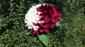 Большая двухцветная роза из гофрированной бумаги, МК