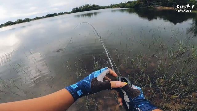 Short Series | Peacock Bass Fishing | Tsurinoya Dark Wolf | Ironman Light Walker Travel Rod 7pcs смотреть онлайн