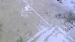 игра воблера Lil Bug Salmo