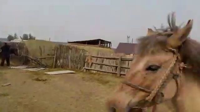 Якутские коневоды продолжили путешествие смотреть онлайн