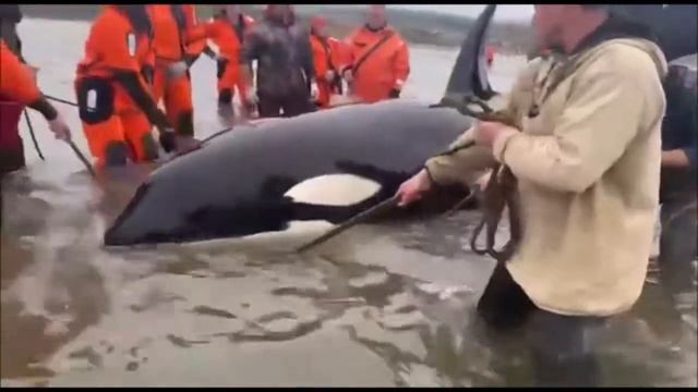 Плач косатки. Люди пришли на помощь. смотреть онлайн