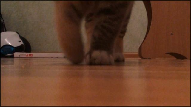 When cat suddenly noticed the camera смотреть онлайн