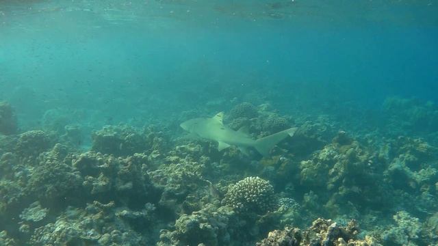 Большие акулы @ Eriyadu, Maldives смотреть онлайн