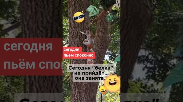 белка не придет