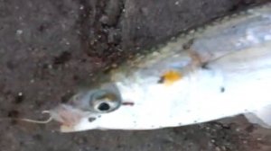 Рыбалка в Сочи апрель (кефаль)