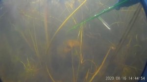 Лазерный прицел на подводное ружье.