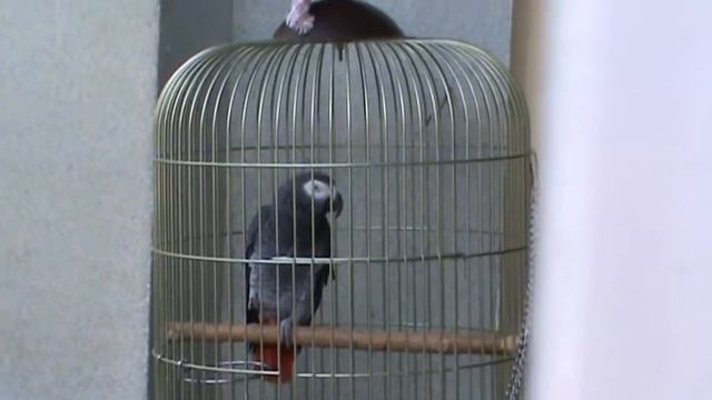 Приключение на св.Власт 28.08.2011 - Найден и Мая Тасеви смотреть онлайн