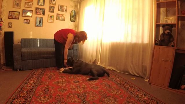 Как научить собаку команде Кувырок. Учим трюки с собакой. смотреть онлайн