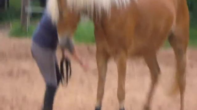 Dinosa und Ich unser gemeinsamer weg zu unserem Ziel ♥ смотреть онлайн