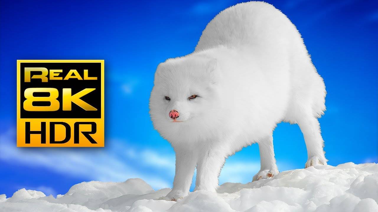 How a Tiny Arctic Fox Survives Winter？ ｜ Amazing Wildlife in 4K HDR 60FPS смотреть онлайн