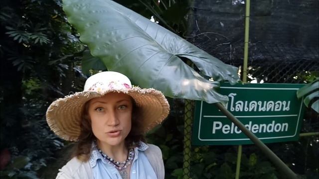 ГУЛЯЛКА-БОЛТАЛКА В ШИКАРНОМ ТРОПИЧЕСКОМ САДУ смотреть онлайн