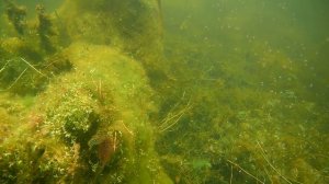 ДОБАВКА В ПРИКОРМКУ