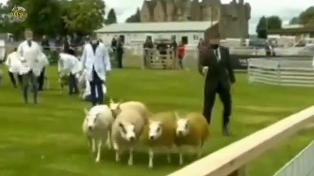 Border Leicester sidomba yang banyak kesamaannya dengan kelinci❗kalian wajib tahu❗ смотреть онлайн