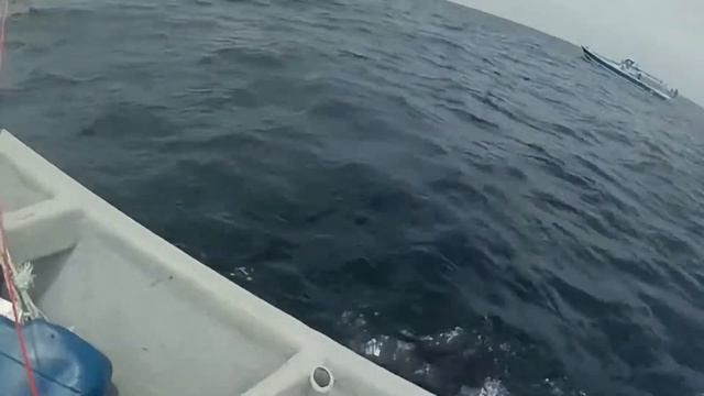 Daiwa Legalis 2500 With Indian Mackerel