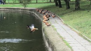 Дмитрий TV. Клип "Утки". Александр Розенбаум "Утиная Охота".