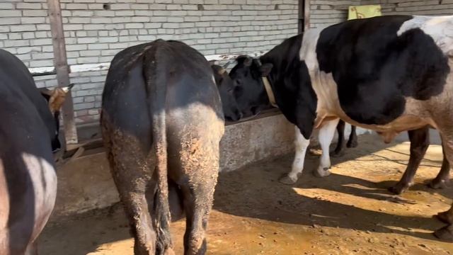 SELYOSLARNI ARZON JOYINI TOPDIK 99-800-34-82 / 99-493-63-50 / 91-130-84-57 BUQA BOQISH SIRLARI