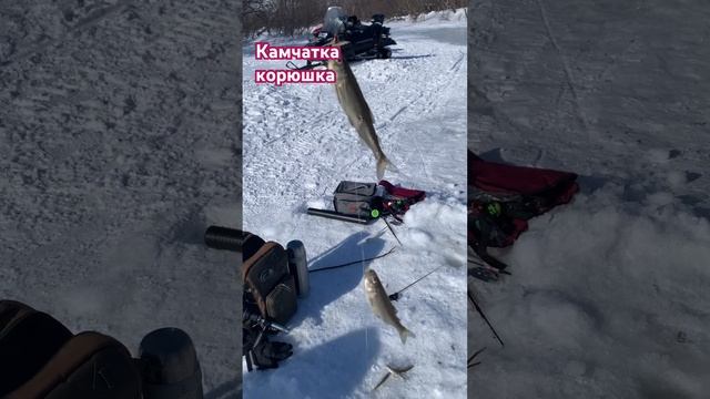 РЫБОЛОВНЫЕ ЛЕТНИЕ И ЗИМНИЕ ТУРЫ воцапп +79149926157 #рыбалканакамчатке #рыболовныйтур #камчатка смотреть онлайн