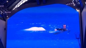 ДЕЛЬФИНАРИЙ океанариум,Владивосток,о.Русский