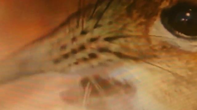 Cнаут рулит. Reeee!! Посмотрите внимательнее на этого. Перемен!! смотреть онлайн