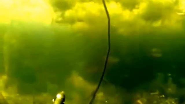 подводная охота в траве смотреть онлайн