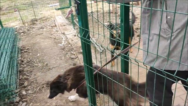 Волонтёры культуры БГАДТ и актриса Вероника Васильева посетили приют для собак "Добрый дом". смотреть онлайн